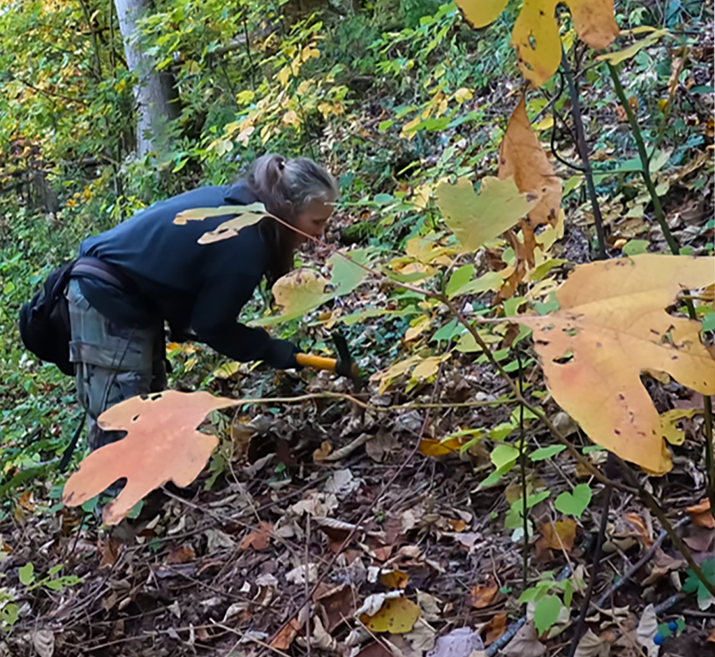 A person in the forest digging with a mattock