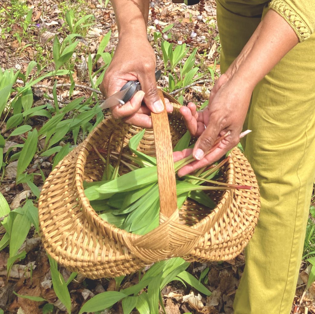 A basket and two hands holding ramp leaves