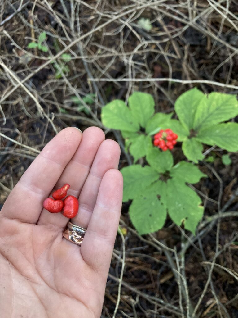 A hand holding three red ginseng berries and a green three-pronged ginseng plant with berries in the background.