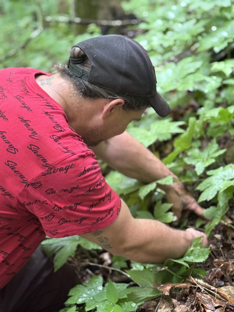 A man in a ballcap facing away from the camera kneeling and inspecting a patch of goldenseal plants.